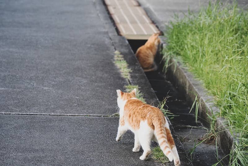 猫の道 - Image 1