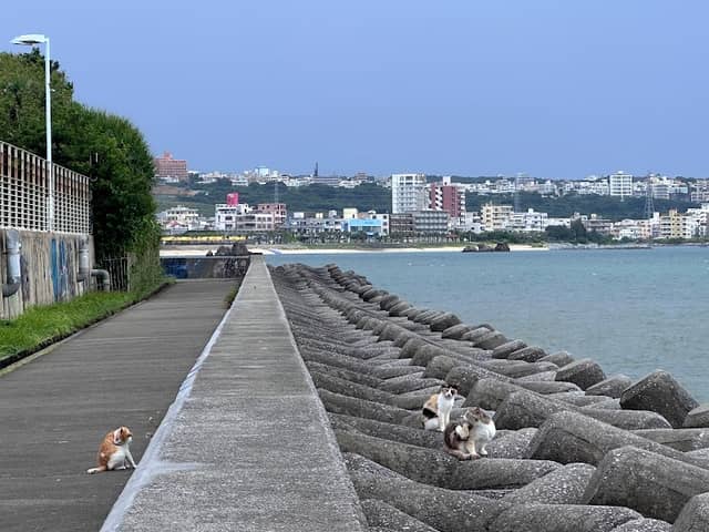 猫の道 - Image 2