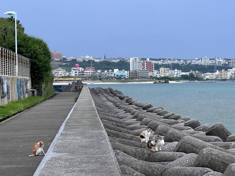 猫の道 - Image 2