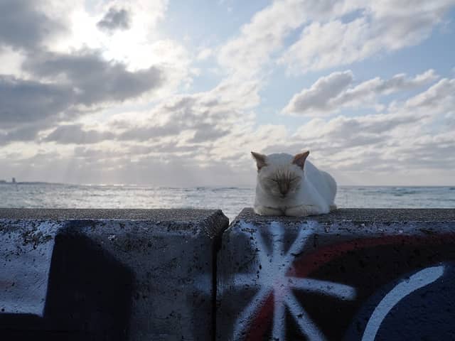 猫の道 - Image 3