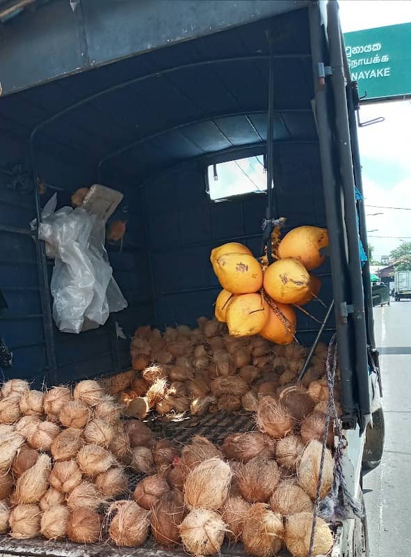 King coconut place - Image 2