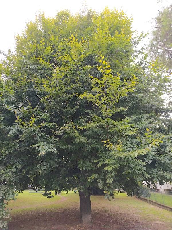 Parco - Image 2