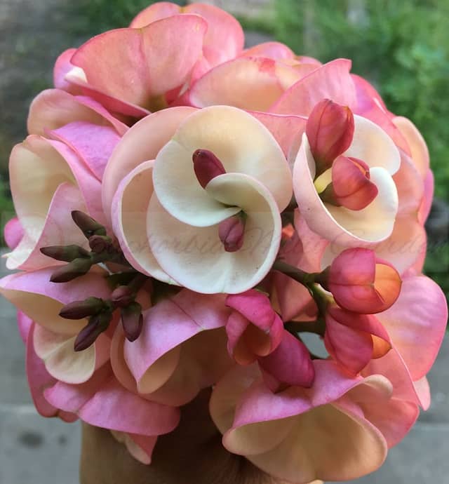 Euphorbia Milii Garden (Crown of Thorns) - Image 1