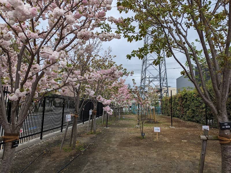 桜のさんぽ道 - Image 1