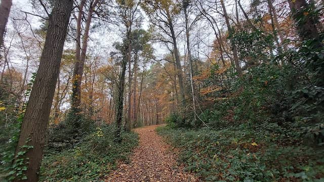 Chaucer Wood - Image 2