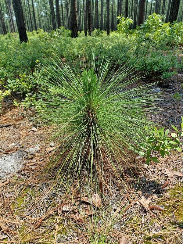 Blackwater Ecological Preserve - Image 3
