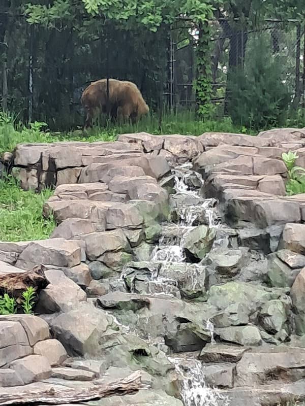 Takin - Image 2