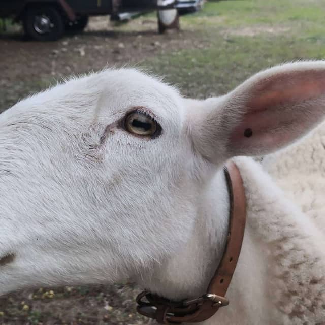 Sheep corner - Image 1