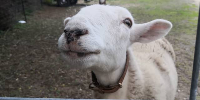Sheep corner - Image 2