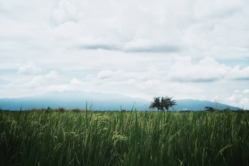 WAKAF 'PLATFORM TINJAU SAWAH PADI' - Image 1