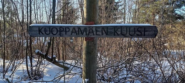 Kuoppamäki Spruce - Image 2