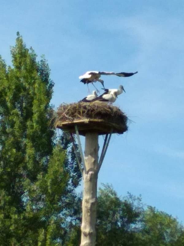 Storchenrad Paderaue - Image 1