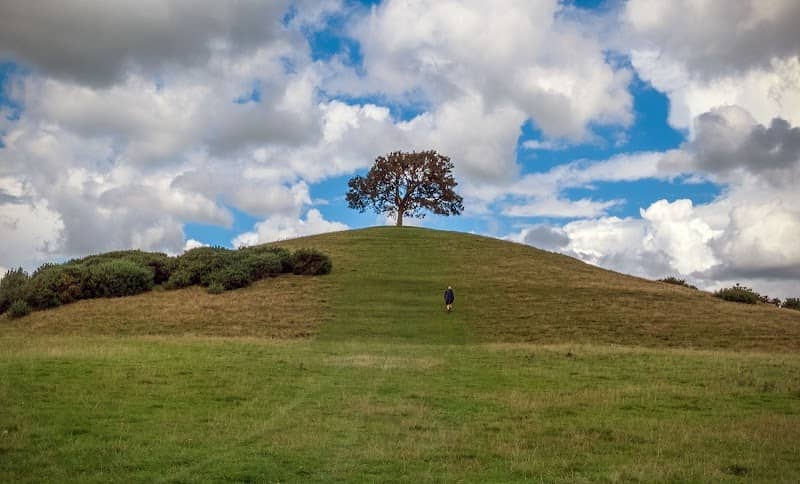 Burrow Hill Tree - Image 1