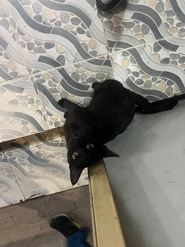 Cappu Cat - Image 1