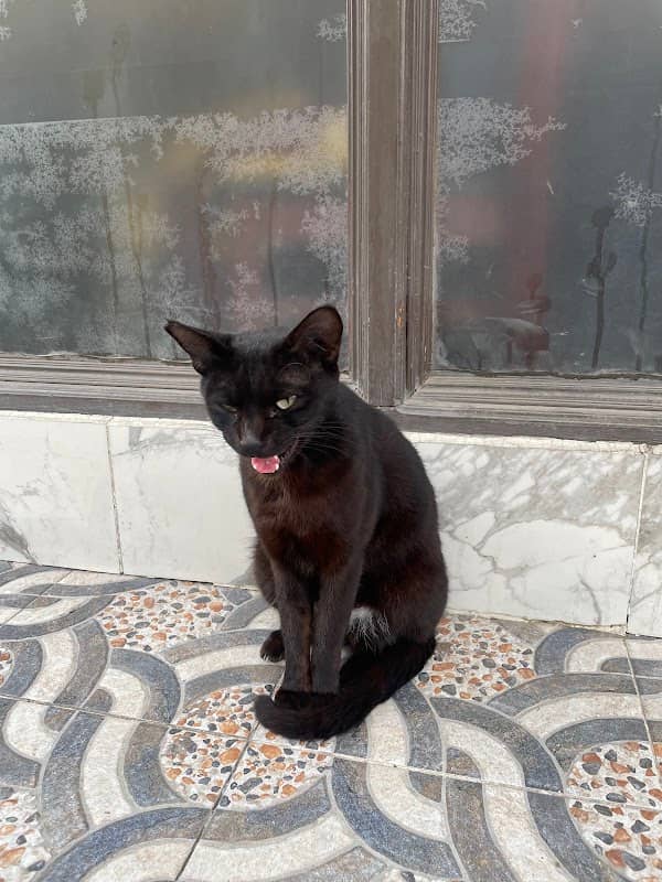 Cappu Cat - Image 2