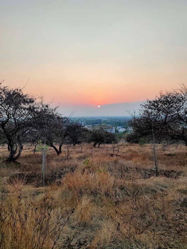 Forest Reserve Area - Image 1