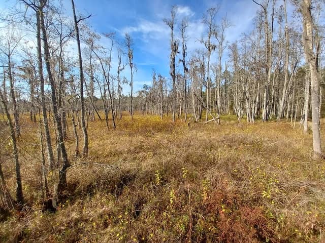 Debbie Lightsey Nature Park - Image 2