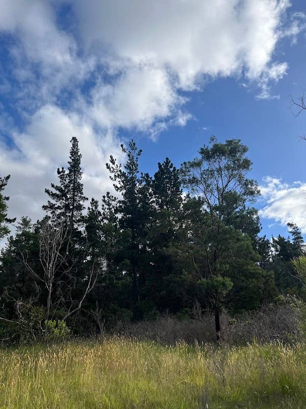 The Tree - Image 1