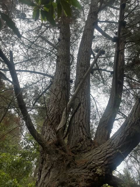 The Tree - Image 2