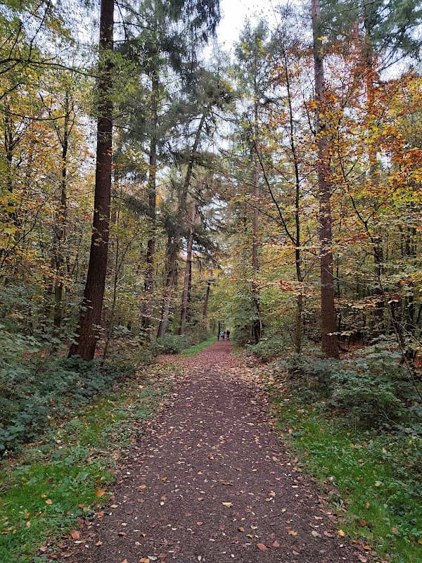 Vareler Wald - Image 1
