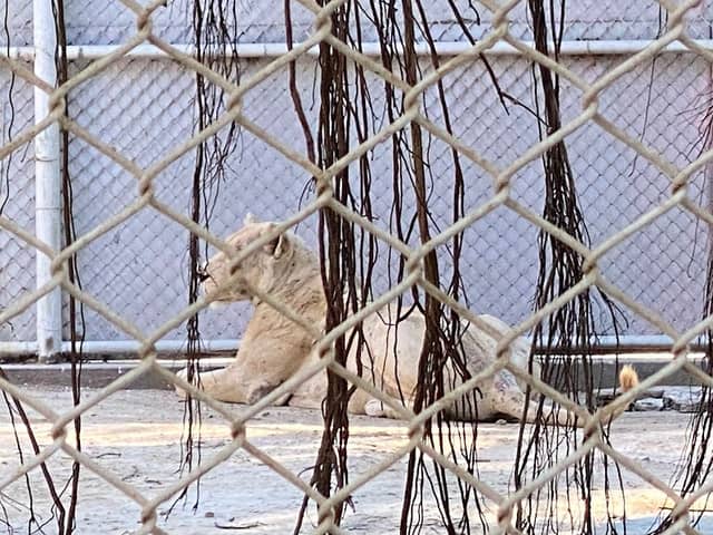 White Lion - Image 2