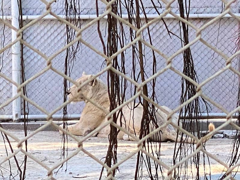 White Lion - Image 2