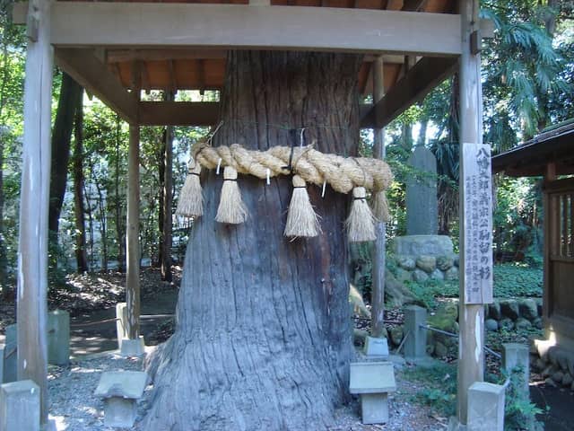八幡太郎義家公 駒留の杉 - Image 1
