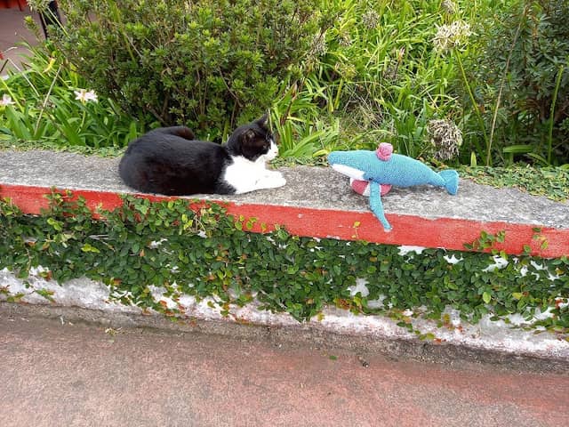 Cat on the wall by the tea plantation - Image 1