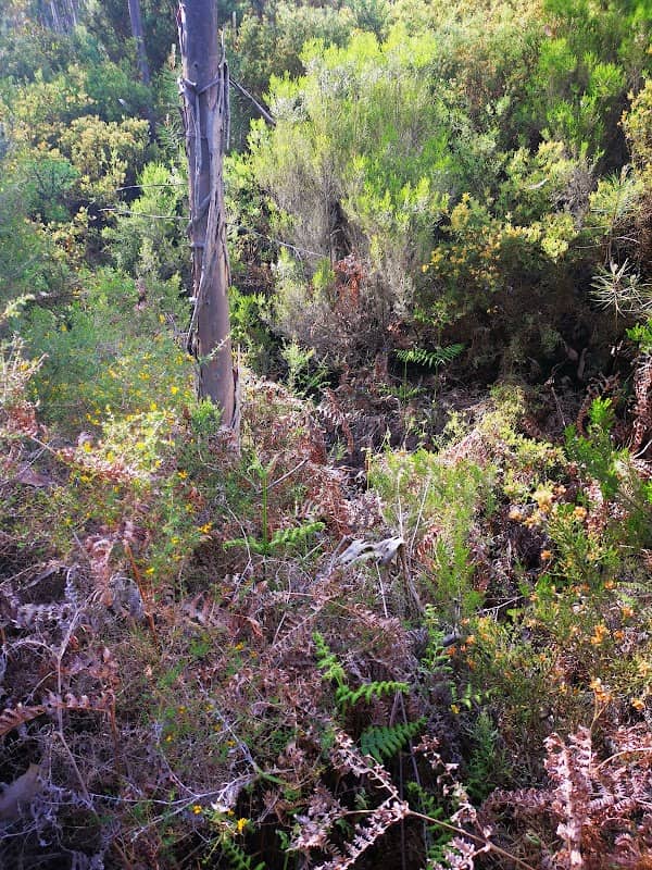 Estrada Romana, Salgueiro, Talhadas - Image 1