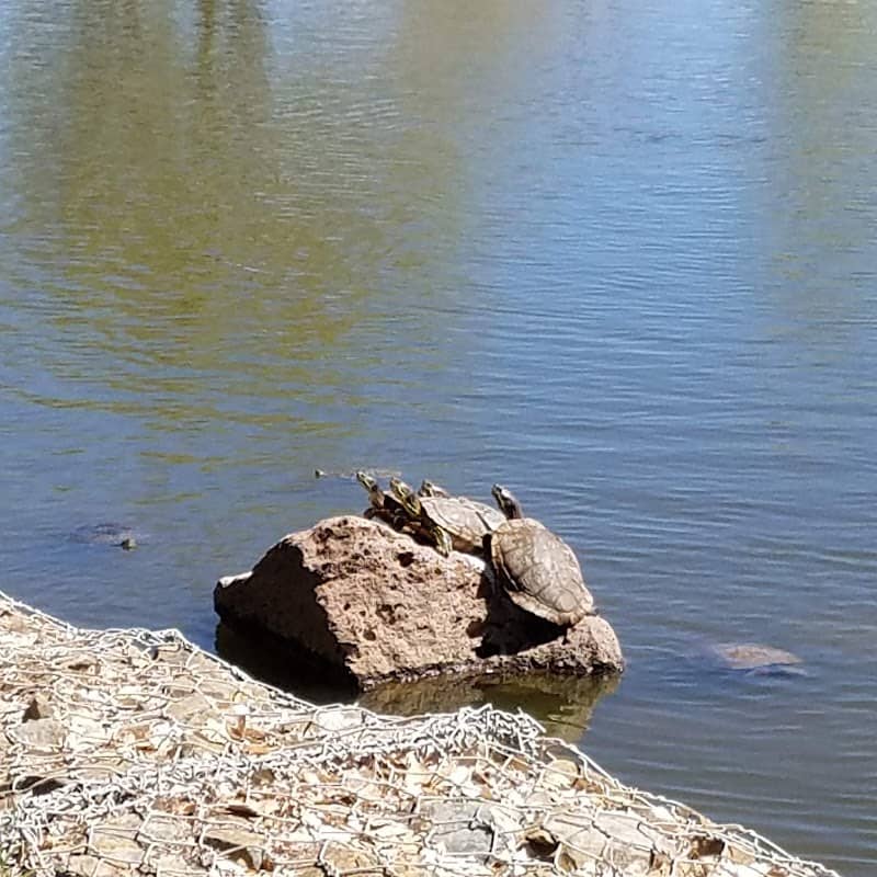 Urban Forest Lakes Park - Image 1