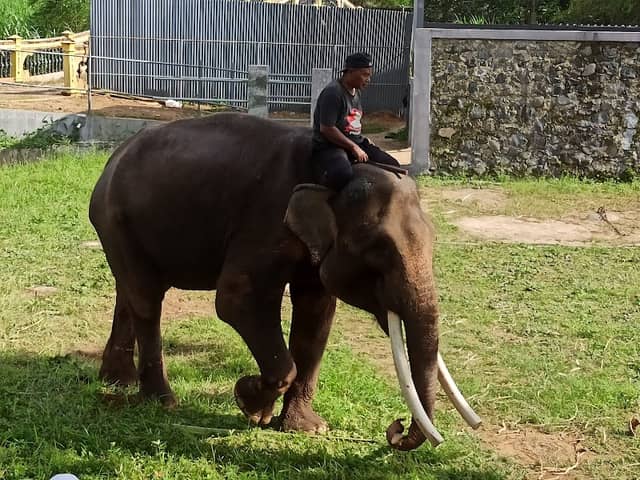 Kandang Gajah - Image 1