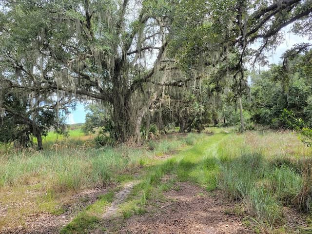 Hickory Hammock Wildlife Management Area - Image 2