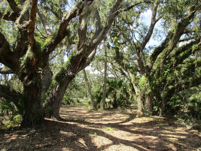 Hickory Hammock Wildlife Management Area - Image 1