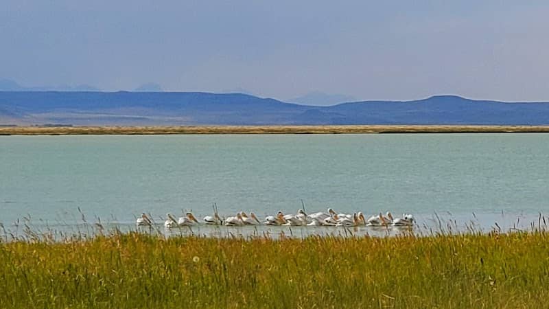 Freezout Lake Wildlife Management Area - Image 1