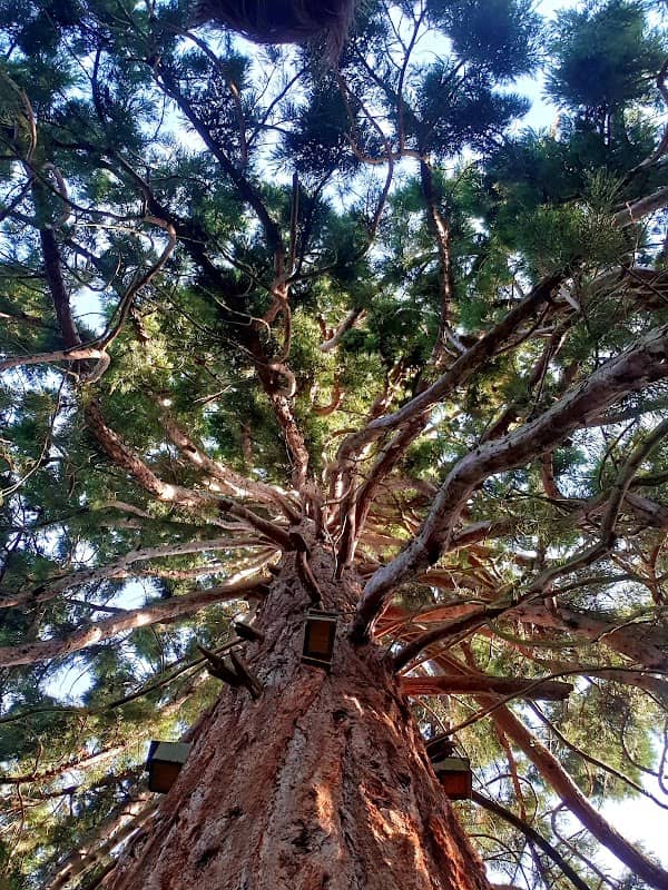 Barnwood Park and Arboretum - Image 2