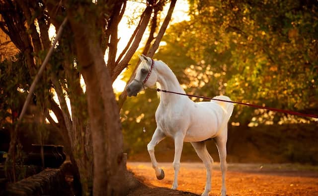 مزرعة سالمين - Image 1