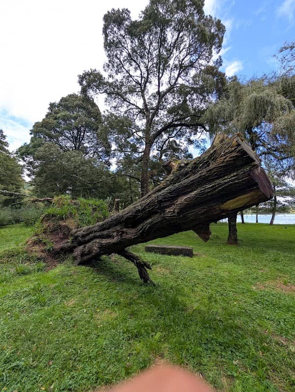Plant Growing On Dead Tree - Image 1