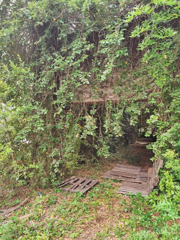 Twin Rivers Wildlife Management Area - Ellaville Tract - Image 2