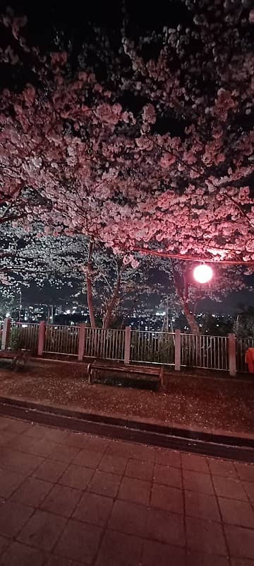 Sakura - Image 1