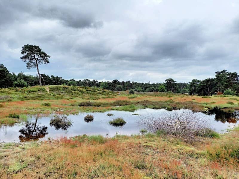 Leersumse Veld - Image 1