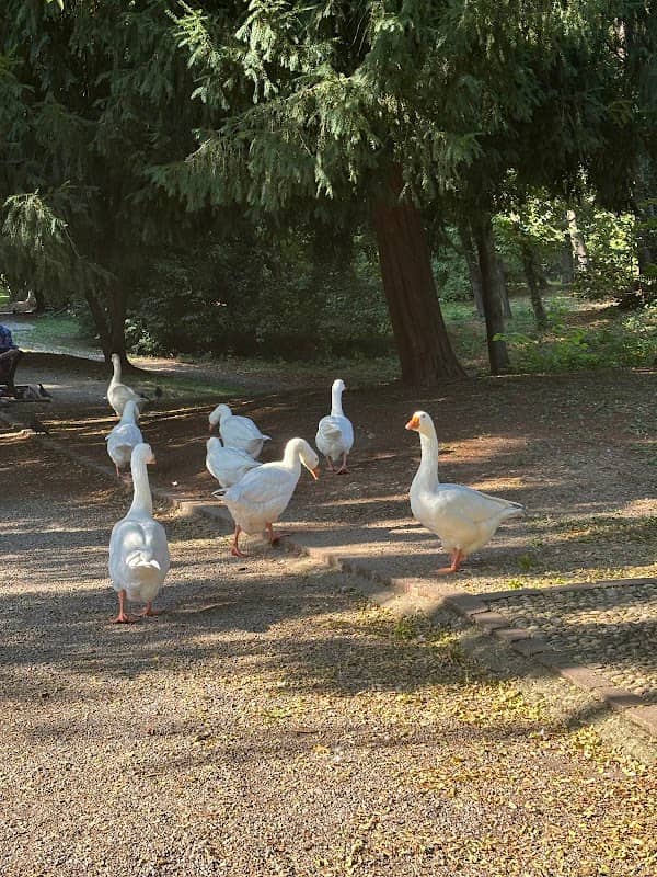 Drago di Monza - Image 2