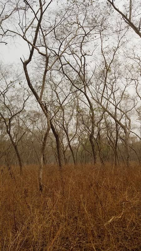 NOBISCO forest - Image 2