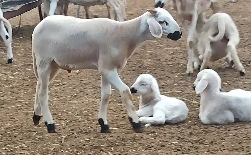 Ferme Moujib Abderazzak - Image 1