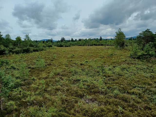 Wenger Moor - Image 1
