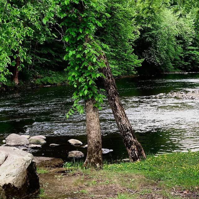 Eintracht Picnic Grounds - Image 1