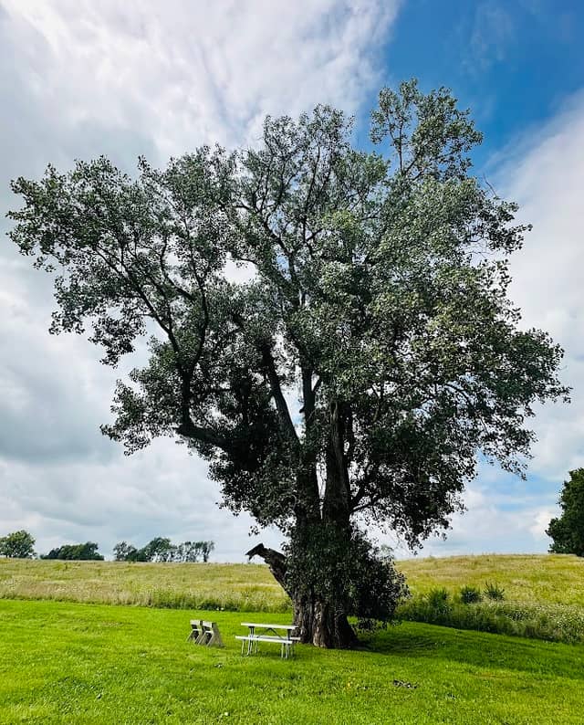 Largest Tree in Illinois - Image 1