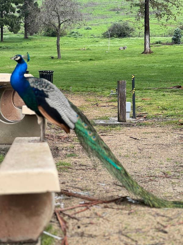 Blue Rock Springs Park - Image 1