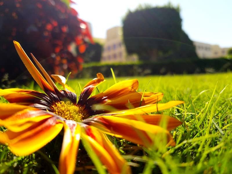 GARDEN - Image 3