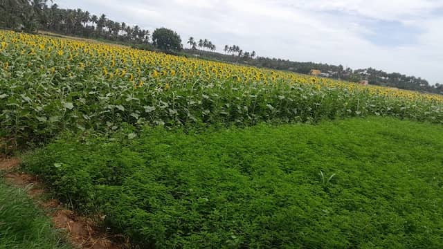 Sunflower filde - Image 1