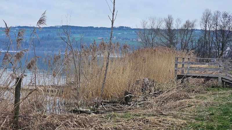 Aussichtsplattform Camping Sempach - Image 2